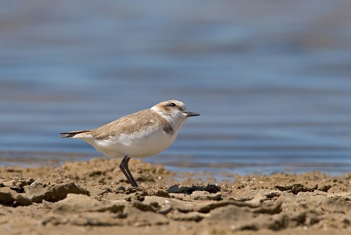 Seeregenpfeifer Charadrius alexandrinus Kentish Plover